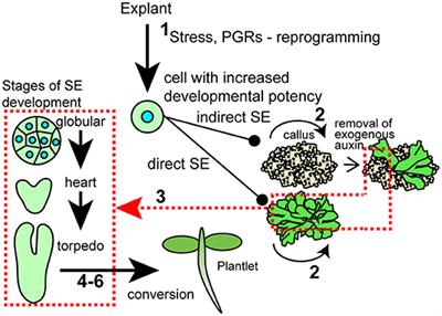 AGL15 Promotion of Somatic Embryogenesis: Role and Molecular Mechanism